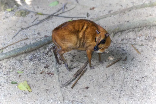 Mouse Deer — Stock Photo, Image