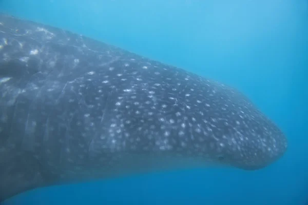 Whale Shark — Stock Photo, Image