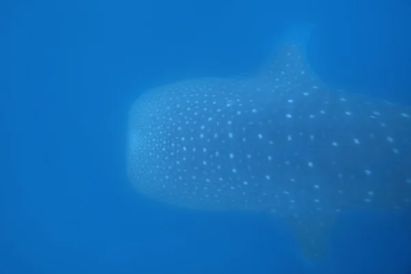 Tiburón ballena — Foto de Stock