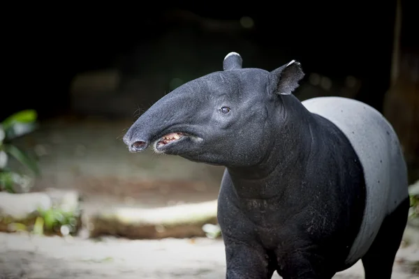 Sydøstasiatiske tapir - Stock-foto