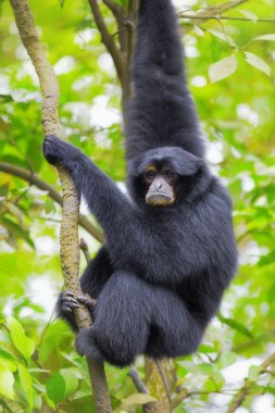 Siamang Gibbon