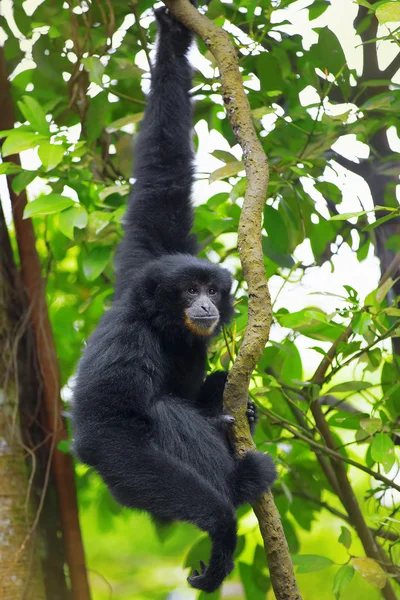 Siamang Gibbon — Stockfoto