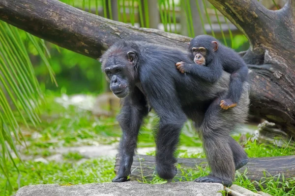 Chimpanzé comum — Fotografia de Stock