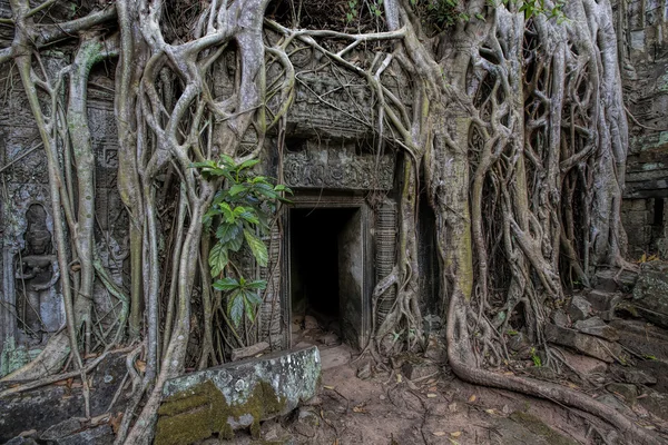 Salida del sol sobre Ta Phrom —  Fotos de Stock