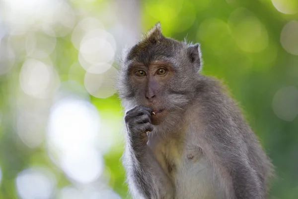 Singe macaque à longue queue — Photo