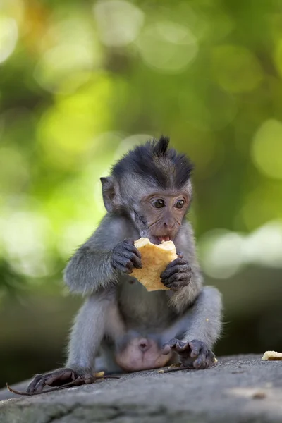 Uzun kuyruklu makak maymunu — Stok fotoğraf