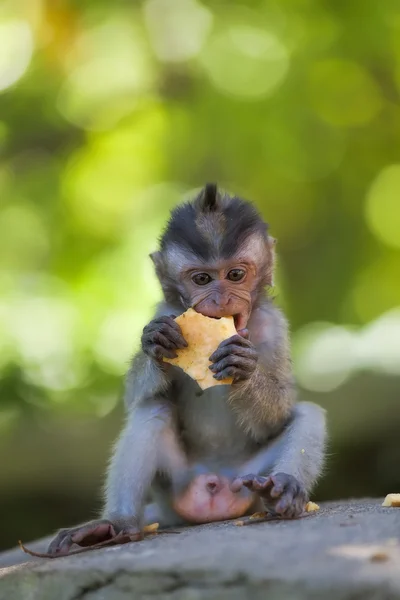 Lange-tailed makaak monkey — Stockfoto