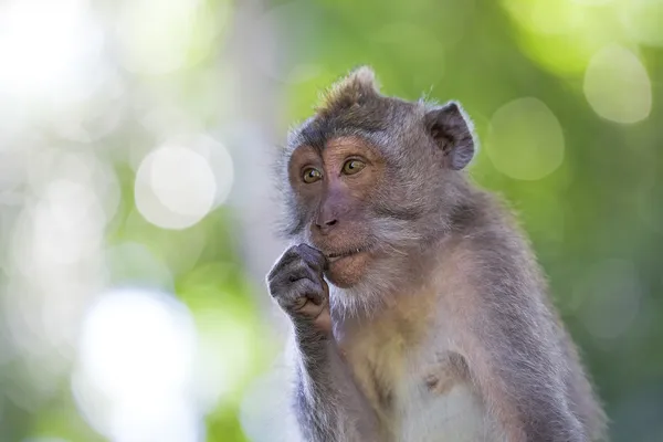 Long-tailed Macaque Monkey Stock Image