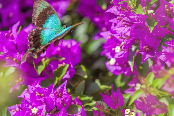 Blå swallowtail butterfly — Stockfoto