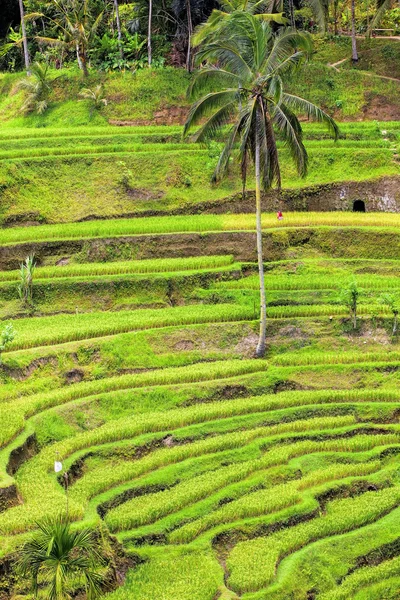Рисовая терраса — стоковое фото