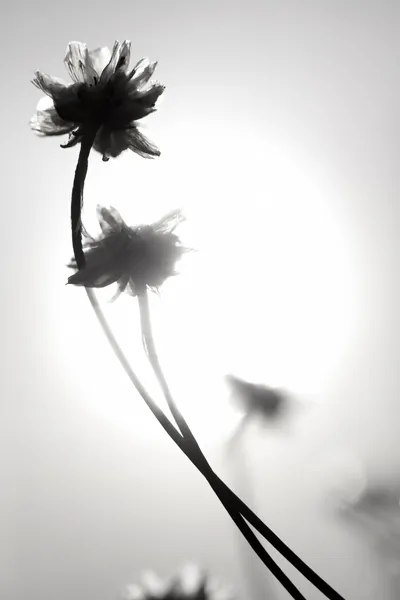 Kwiaty i słońce — Zdjęcie stockowe