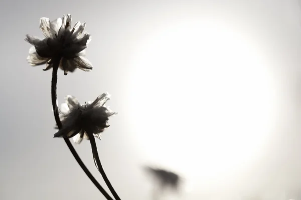 Bloemen en zon — Stockfoto
