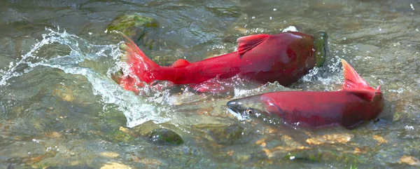 Desove de salmón Imagen De Stock