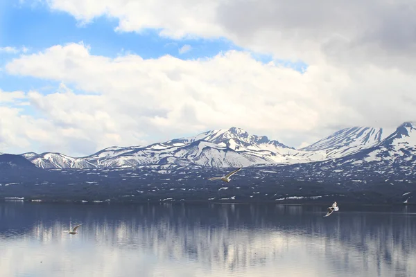 Volcanoes and gulls — Stock Photo, Image