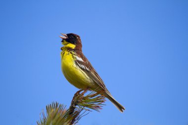 Yellow-breasted Bunting clipart