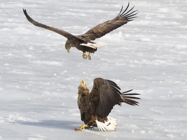 Eagles çatışma — Stok fotoğraf