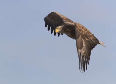 White tailed eagle flies in the sky clipart