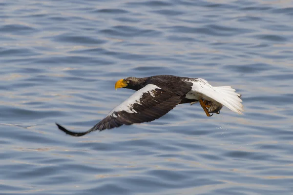 Águila de mar de Steller con presa Imagen de archivo