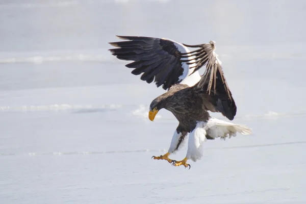 Aanlanding — Stockfoto