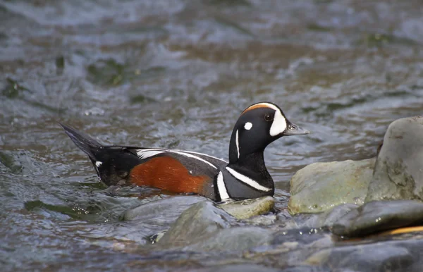 Careful harlequin — Stock Photo, Image