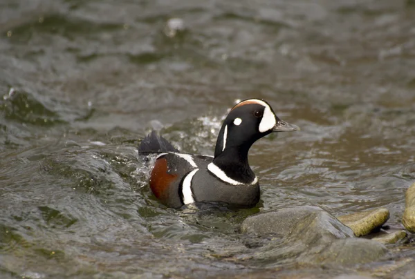 Harlekijn op riwer — Stockfoto