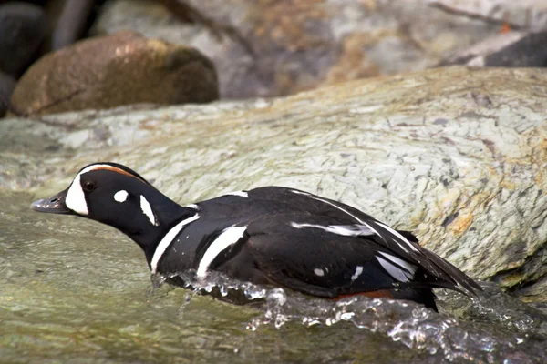 Careful duck — Stock Photo, Image