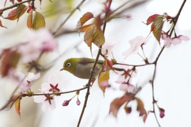 White-Eye çiçek açan kiraz kuşu