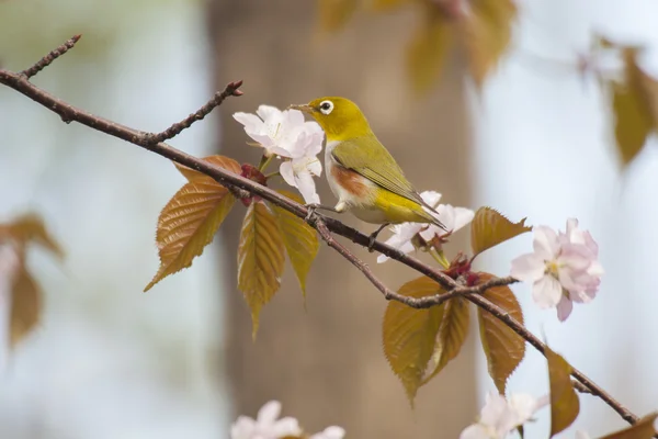 Pássaro de olho branco na cereja florescente — Fotografia de Stock