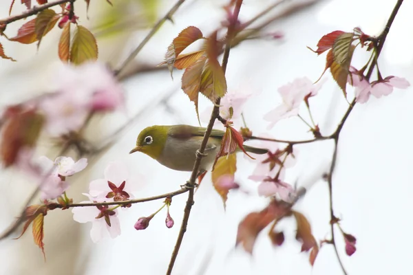 White-Eye çiçek açan kiraz kuşu — Stok fotoğraf