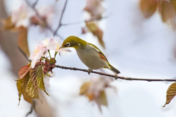 绿绣眼鸟喝花蜜 — 图库照片