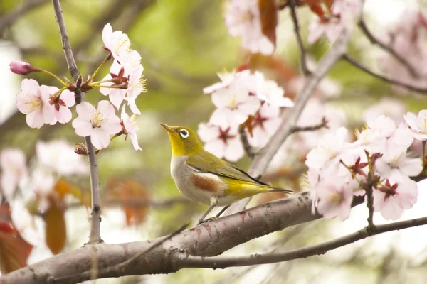 Pápaszemesmadár-madár a virágzó cseresznye, zöld háttér — Stock Fotó