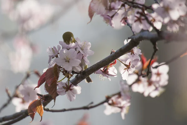 White-Eye açık gri renkli çiçek açan kiraz kuşu — Stok fotoğraf