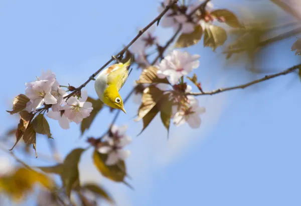 Weißaugenvogel trinkt Nektar auf blühender Kirsche auf hellblauem Grund — Stockfoto