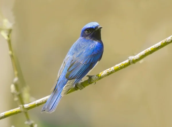 Blauwe vogels — Stockfoto