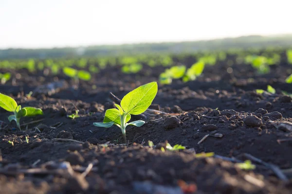 Field of crops become ripe under the sun — Stock Photo, Image