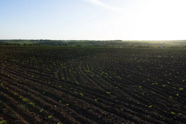 Campo de cultivos maduran bajo el sol —  Fotos de Stock