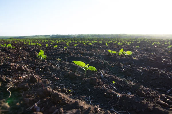 Gebied van gewassen worden rijp onder de zon — Stockfoto