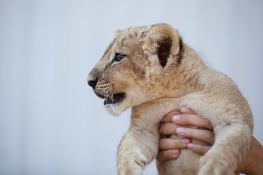 küçük aslan yavrusu holding