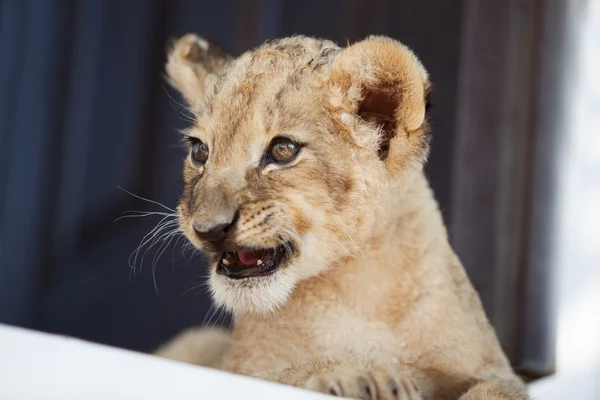 Petit lionceau montrant ses dents — Photo