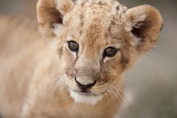 Portrait de mignon petit lionceau vous regardant — Photo