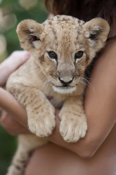 Meisje kleine Leeuw cub in haar armen houden — Stockfoto