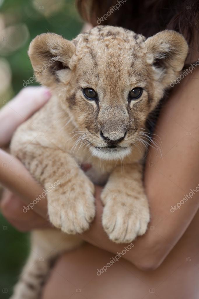 Girl holding little lion cub in her arms — Stock Photo © hurricanehank ...