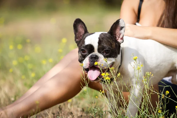 Hostes ile yurtiçi sağlıklı köpek — Stok fotoğraf