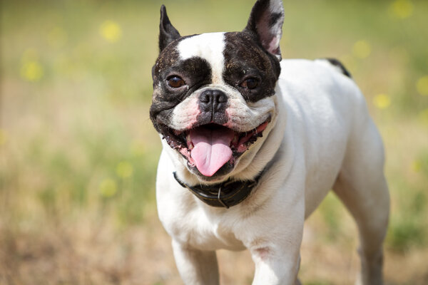 Портрет счастливого здорового бульдога
