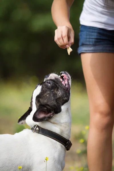 Onun yiyecek bulldog — Stok fotoğraf
