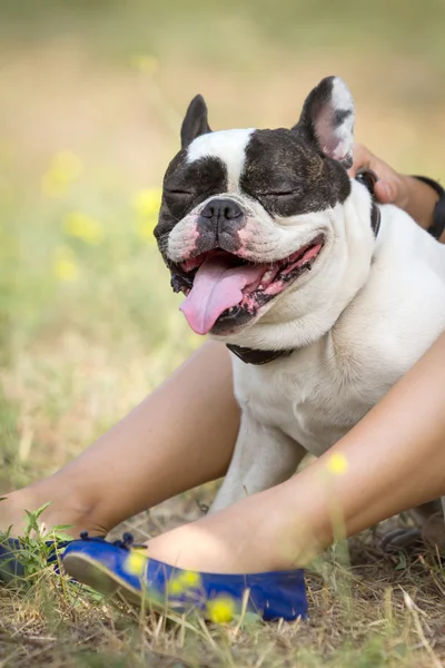 Mutlu bulldog — Stok fotoğraf