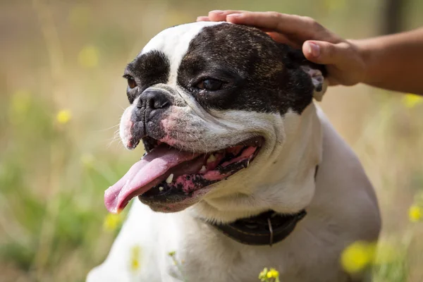 Mutlu bulldog portre — Stok fotoğraf