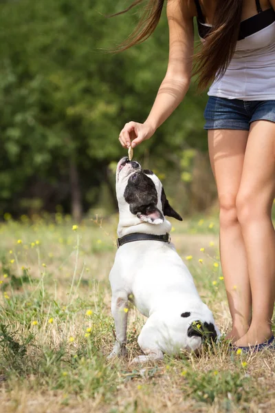 Menina alimentando seu buldogue — Fotografia de Stock