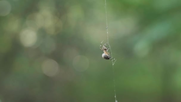 Μικρή Αράχνη Στο Διαδίκτυο Γυρίστηκε Στο Πράσινο Δάσος Κοντινό Βίντεο — Αρχείο Βίντεο
