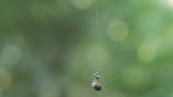 Spindelklättring Webben Filmad Makro Videoklipp Liten Spindel Klättrar Upp Närbild — Stockvideo